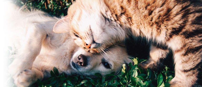 Descuento adopta una mascota Descuento adopta una mascota